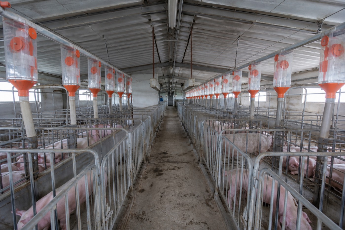 Swine Farm Remodeling